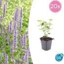 Plante ornementale - Ortie odorante - Agastache rugosa Blue Fortune - Pot de 9cm - Set de 20 plantes