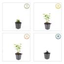 Plante ornementale - Ortie odorante - Agastache rugosa Blue Fortune - Pot de 9cm - Set de 20 plantes