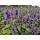 Zierstaude - Duftnessel - Agastache rugosa Blue Fortune - 9cm Topf - Set mit 60 Pflanzen