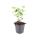 Zierstaude - Duftnessel - Agastache rugosa Blue Fortune - 9cm Topf - Set mit 60 Pflanzen