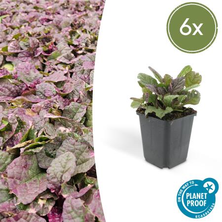 Bodendecker - Kriechender Günsel - Ajuga reptans Burgundy Glow - 9cm Topf - Set mit 6 Pflanzen