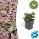 Bodendecker - Kriechender Günsel - Ajuga reptans Burgundy Glow - 9cm Topf - Set mit 6 Pflanzen