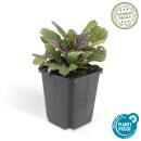 Bodendecker - Kriechender Günsel - Ajuga reptans Burgundy Glow - 9cm Topf - Set mit 6 Pflanzen
