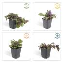 Bodendecker - Kriechender Günsel - Ajuga reptans Burgundy Glow - 9cm Topf - Set mit 6 Pflanzen