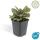 Bodendecker - Kriechender Günsel - Ajuga reptans Burgundy Glow - 9cm Topf - Set mit 6 Pflanzen
