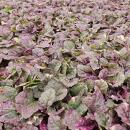Bodendecker - Kriechender Günsel - Ajuga reptans Burgundy Glow - 9cm Topf - Set mit 12 Pflanzen