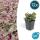 Bodendecker - Kriechender Günsel - Ajuga reptans Burgundy Glow - 9cm Topf - Set mit 12 Pflanzen