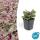 Bodendecker - Kriechender Günsel - Ajuga reptans Burgundy Glow - 9cm Topf - Set mit 12 Pflanzen
