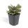 Bodendecker - Kriechender Günsel - Ajuga reptans Burgundy Glow - 9cm Topf - Set mit 12 Pflanzen