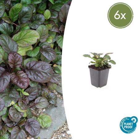 Bodendecker - Großblättriger Günsel - Ajuga reptans Catlins Giant - 9cm Topf - Set mit 6 Pflanzen