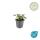 Bodendecker - Großblättriger Günsel - Ajuga reptans Catlins Giant - 9cm Topf - Set mit 6 Pflanzen
