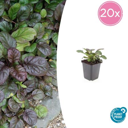 Bodendecker - Großblättriger Günsel - Ajuga reptans Catlins Giant - 9cm Topf - Set mit 20 Pflanzen