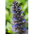 Bodendecker - Großblättriger Günsel - Ajuga reptans Catlins Giant - 9cm Topf - Set mit 20 Pflanzen