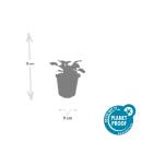 Bodendecker - Großblättriger Günsel - Ajuga reptans Catlins Giant - 9cm Topf - Set mit 20 Pflanzen