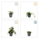 Bodendecker - Großblättriger Günsel - Ajuga reptans Catlins Giant - 9cm Topf - Set mit 20 Pflanzen