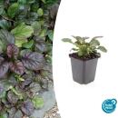 Bodendecker - Großblättriger Günsel - Ajuga reptans Catlins Giant - 9cm Topf - Set mit 20 Pflanzen