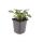 Bodendecker - Großblättriger Günsel - Ajuga reptans Catlins Giant - 9cm Topf - Set mit 20 Pflanzen