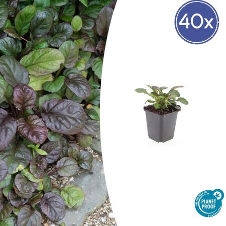 Bodendecker - Großblättriger Günsel - Ajuga reptans Catlins Giant - 9cm Topf - Set mit 40 Pflanzen