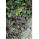 Bodendecker - Großblättriger Günsel - Ajuga reptans Catlins Giant - 9cm Topf - Set mit 40 Pflanzen