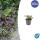 Bodendecker - Großblättriger Günsel - Ajuga reptans Catlins Giant - 9cm Topf - Set mit 40 Pflanzen