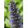 Bodendecker - Großblättriger Günsel - Ajuga reptans Catlins Giant - 9cm Topf - Set mit 40 Pflanzen