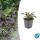 Bodendecker - Großblättriger Günsel - Ajuga reptans Catlins Giant - 9cm Topf - Set mit 40 Pflanzen
