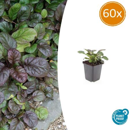 Bodendecker - Großblättriger Günsel - Ajuga reptans Catlins Giant - 9cm Topf - Set mit 60 Pflanzen