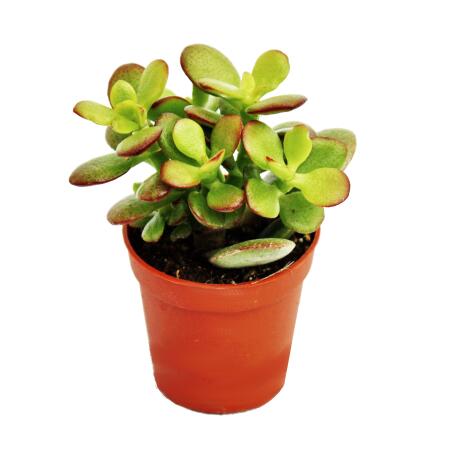 Crassula portulacea minor - Pfennigbaum - im 5,5cm Topf