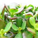 Crassula portulacea minor - Pfennigbaum - im 5,5cm Topf