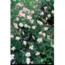 Zierstaude - Herbst-Anemone - Anemone tomentosa Robustissima - 9cm Topf - Set mit 6 Pflanzen