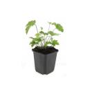 Zierstaude - Herbst-Anemone - Anemone tomentosa Robustissima - 9cm Topf - Set mit 6 Pflanzen