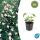 Zierstaude - Herbst-Anemone - Anemone tomentosa Robustissima - 9cm Topf - Set mit 6 Pflanzen
