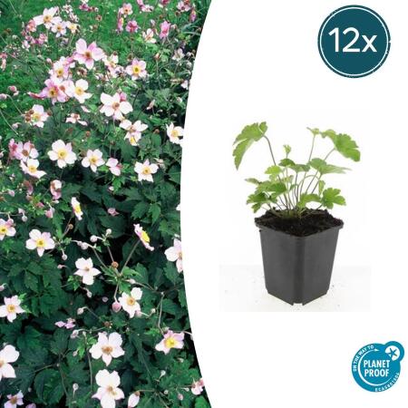 Zierstaude - Herbst-Anemone - Anemone tomentosa Robustissima - 9cm Topf - Set mit 12 Pflanzen
