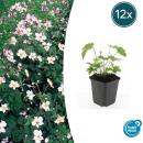 Zierstaude - Herbst-Anemone - Anemone tomentosa Robustissima - 9cm Topf - Set mit 12 Pflanzen