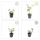 Zierstaude - Herbst-Anemone - Anemone tomentosa Robustissima - 9cm Topf - Set mit 12 Pflanzen