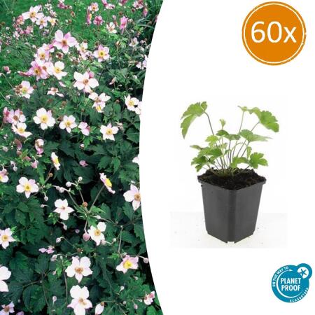 Zierstaude - Herbst-Anemone - Anemone tomentosa Robustissima - 9cm Topf - Set mit 60 Pflanzen
