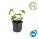Zierstaude - Herbst-Anemone - Anemone tomentosa Robustissima - 9cm Topf - Set mit 60 Pflanzen