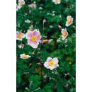 Zierstaude - Herbst-Anemone - Anemone tomentosa Robustissima - 9cm Topf - Set mit 60 Pflanzen