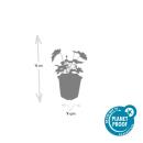 Zierstaude - Herbst-Anemone - Anemone tomentosa Robustissima - 9cm Topf - Set mit 60 Pflanzen