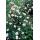 Zierstaude - Herbst-Anemone - Anemone tomentosa Robustissima - 9cm Topf - Set mit 60 Pflanzen