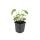 Zierstaude - Herbst-Anemone - Anemone tomentosa Robustissima - 9cm Topf - Set mit 60 Pflanzen