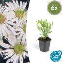 Zierstaude - Wilde Aster - Aster ageratioides Ashvi - 9cm Topf - Set mit 6 Pflanzen
