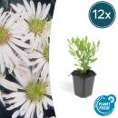 Zierstaude - Wilde Aster - Aster ageratioides Ashvi - 9cm Topf - Set mit 12 Pflanzen