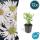 Zierstaude - Wilde Aster - Aster ageratioides Ashvi - 9cm Topf - Set mit 12 Pflanzen