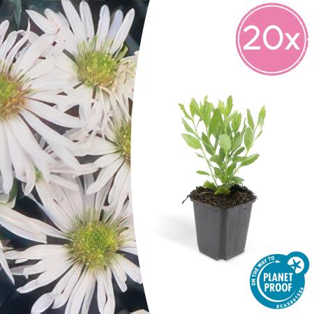 Zierstaude - Wilde Aster - Aster ageratioides Ashvi - 9cm Topf - Set mit 20 Pflanzen