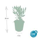 Zierstaude - Wilde Aster - Aster ageratioides Ashvi - 9cm Topf - Set mit 20 Pflanzen