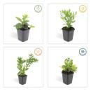 Zierstaude - Wilde Aster - Aster ageratioides Ashvi - 9cm Topf - Set mit 20 Pflanzen