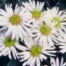 Zierstaude - Wilde Aster - Aster ageratioides Ashvi - 9cm Topf - Set mit 20 Pflanzen