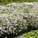 Zierstaude - Wilde Aster - Aster ageratioides Ashvi - 9cm Topf - Set mit 20 Pflanzen