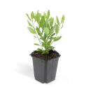 Zierstaude - Wilde Aster - Aster ageratioides Ashvi - 9cm Topf - Set mit 20 Pflanzen